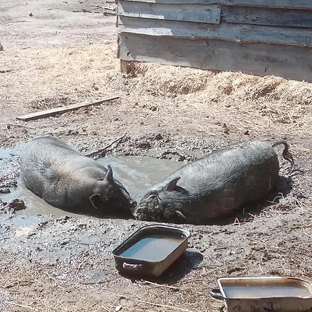 Апартаменты Afrika *